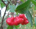 bell fruit ، Water Cherry ، Watery Rose Apple ، Lau Lau ، jambu air
